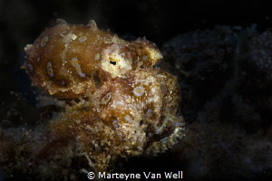 Blue ring octopus on the move at Pintu Colada in Lembeh S... by Marteyne Van Well 